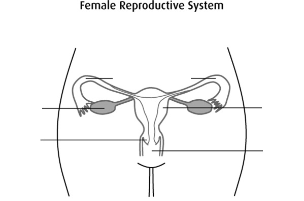 female reproductive organ