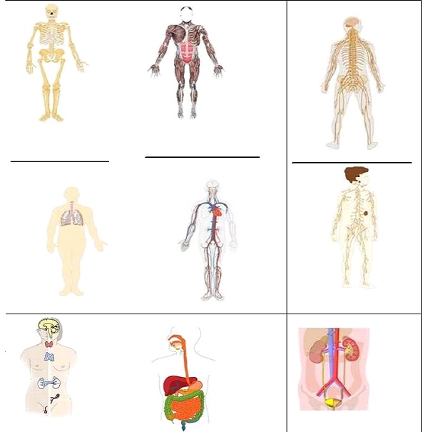 human body system